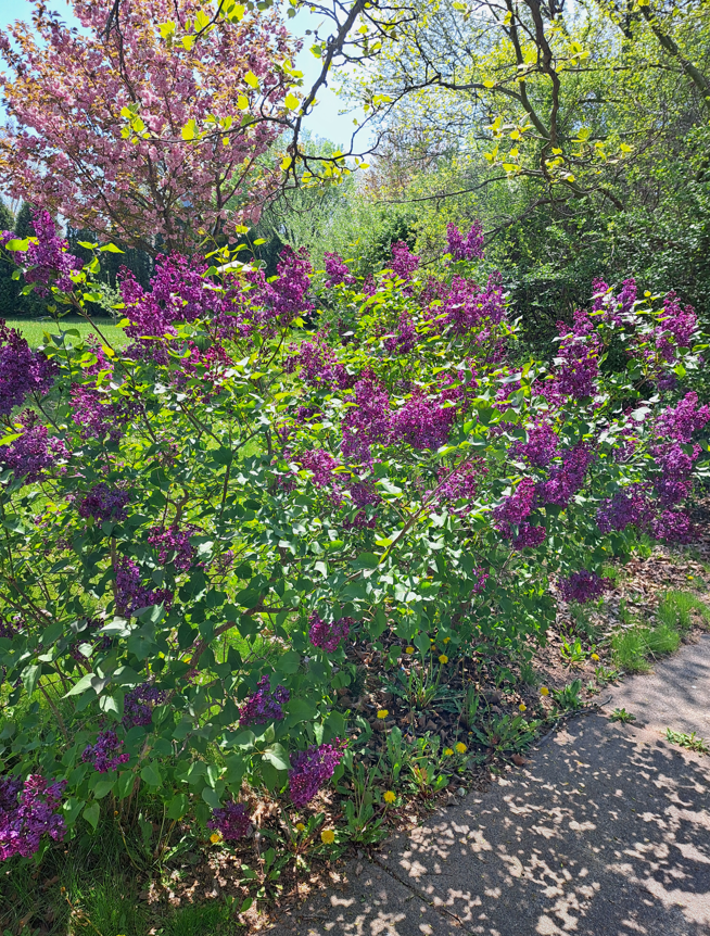 2024-06-22 16_41_28-20240502_140443.jpg ‎- Photos.png