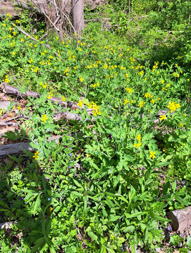 2024-06-22 16_51_25-20240503_150557.jpg ‎- Photos.png