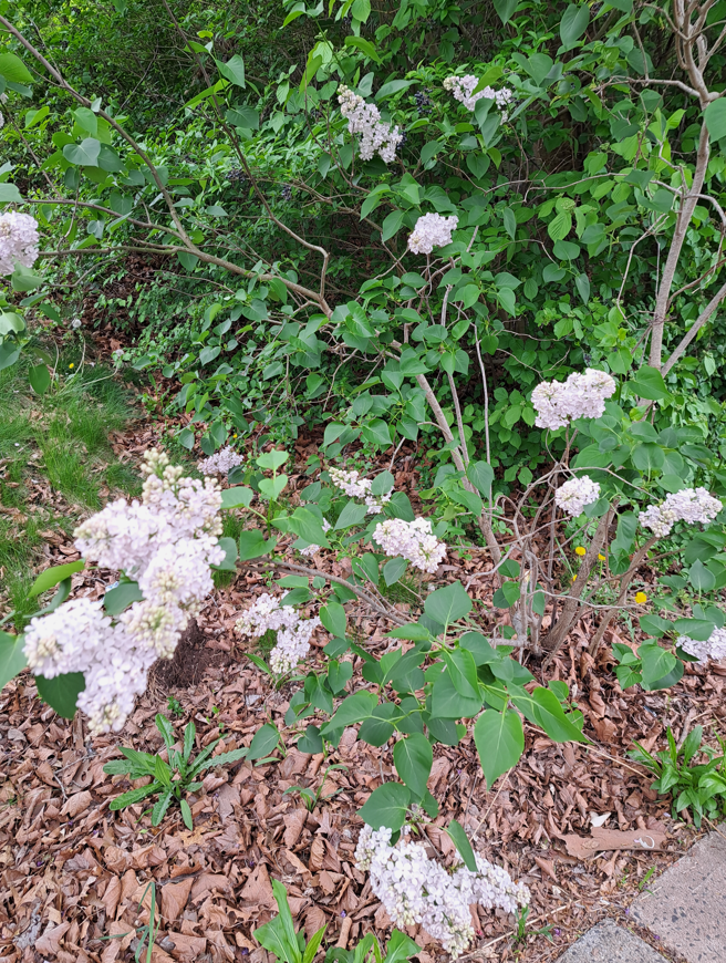 2024-06-22 17_25_16-20240509_144524.jpg ‎- Photos.png