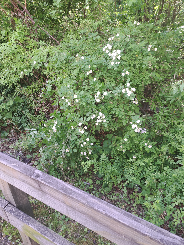 2024-06-22 19_39_22-20240526_150448.jpg ‎- Photos.png