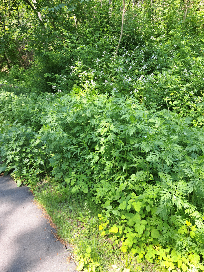 2024-06-22 19_39_50-20240526_150636.jpg ‎- Photos.png